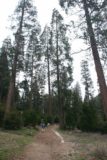 Heart_Rock_Falls_005_04042010 - Tall pine trees along the trail