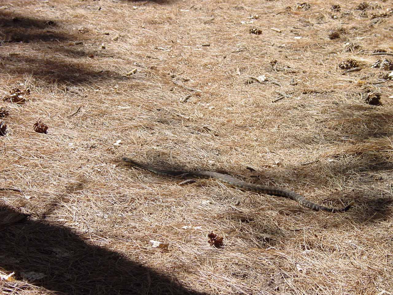 A rattlesnake slithering across the trail while I was hiking in the Yosemite backcountry