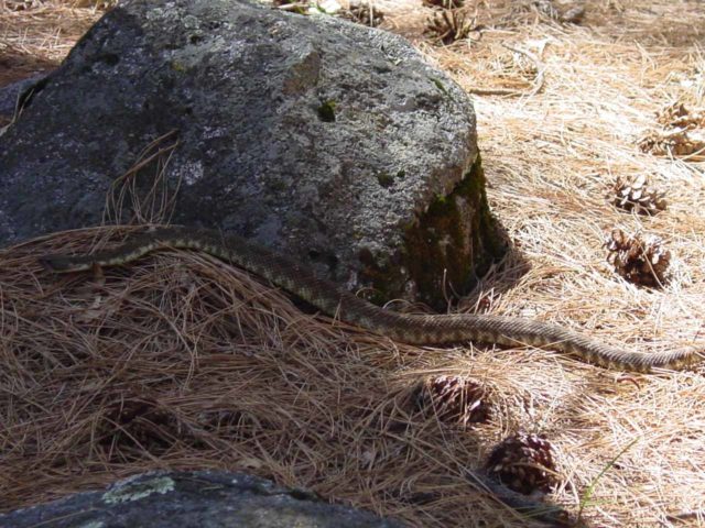Hetch_Hetchy_hike_082_04242004 - The snake that went across the trail near the backpacker's camp at Rancheria Falls