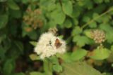 Hidden_Falls_Jenny_Lake_034_08132017 - Closeup look at a small butterfly sitting on a flowering plant alongside the Hidden Falls Trail during our August 2017 hike