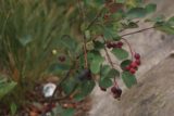 Hidden_Falls_Jenny_Lake_115_08132017 - Some berries growing alongside the Hidden Falls Trail