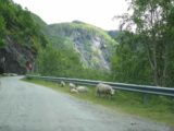 Hjolmodalen_006_jx_06252005 - Sharing the narrow Hjolmodalen road with sheep