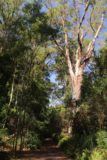 Hogarth_Falls_17_020_11282017 - A tree flanking the track to Hogarth Falls in the People's Park