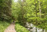 Hollentalklamm_026_06262018 - Context of the hiking trail alongside the Hammersbach Creek leading up to the unsealed road as the terrain was a bit more forested though the trail was starting to incline
