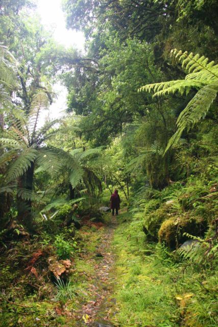 Hollyford_Track_009_12242009 - Julie surrounded by ferns (attesting to the high rainfall in the area) on the lush Hollyford Track en route to the elusive Hidden Falls