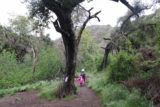 Holy_Jim_Falls_057_04102016 - Julie und Tahia weiter auf dem Holy Jim Trail, vorbei an einem interessanten Baum, der Anzeichen von Feuerschäden zu zeigen schien