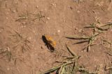 Horsetail_Falls_Alpine_014_05272017 - I noticed this attractive butterfly fluttering on the ground as I was following the red tape trail that branched off of Horsetail Falls