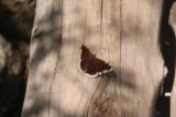 Horsetail_Falls_Alpine_080_05272017 - An interesting butterfly seen along the Horsetail Falls Trail