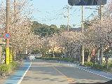 Hotel_Urashima_001_iPhone_04102023 - Nice surprise cherry blossom bloom on the way to the Hotel Urashima car park