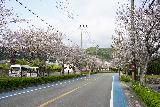 Hotel_Urashima_052_04102023 - Morning look at the cherry blossoms lining the road by the Hotel Urashima car park