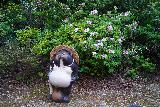 Hotel_Urashima_080_04112023 - Some interesting animal statue in the garden area atop the Hotel Urashima
