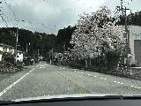 IMG_0756.jpeg - Driving back among the cherry blossoms on the way into Takayama after having our fill of the Choshi Falls