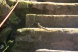 Iguazu_Falls_861_09022007 - Looking at a lizard on some steps somewhere on San Martin Island