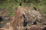 Iguazu_Falls_899_09022007 - We noticed these big birds near Salto Escondido
