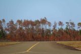 Ile_des_Pins_001_11262015 - Some pine trees that have turned red at the Ile des Pins
