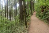 John_B_Yeon_SP_012_08172017 - The initial part of the trail climbed within a well-forested area as it led up to a signed trail junction