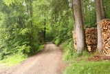 Josefstaler_Waterfall_013_06282018 - Following the unpaved Buchenweg as there was clear evidence of logging being a big driver of the economy of the local area of Josefsthal