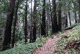 Julia_Pfeiffer_Burns_SP_019_11172018 - Continuing along the trail beyond the footbridge over McWay Creek