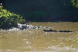 Jumping_Croc_058_06102022 - Another look at the context of the pair of large saltwater crocodiles facing each other by the banks of the Adelaide River during our Original Jumping Crocodile Tour
