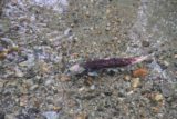 Juneau_012_08312011 - Sockeye salmon in Steep Creek
