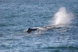 Kaikoura_021_12312009 - The first sperm whale