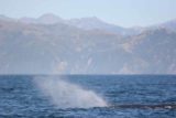 Kaikoura_068_12312009 - Breathing sperm whale #2