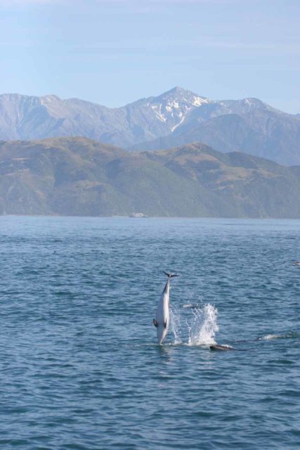 My DSLR and telephoto lens combo was fast enough to capture this New Zealand dusky dolphin doing a backflip in mid-air while my wife's attempt on her iPhone couldn't come close
