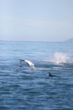 Kaikoura_107_12312009 - More dolphins doing backflips