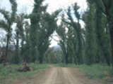 Kalymna_Falls_010_jx_11122006 - Still more bushy trees with blackened bark flanking the road to the Kalymna Falls Trailhead