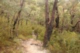 Kalymna_Falls_024_11152017 - The final leg of the Kalymna Falls hike was considerably narrower and more overgrown than hiking on the 4wd track