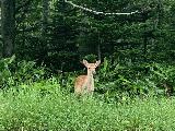 Kamuiwakka_014_iPhone_07182023 - Focused on the smaller deer by the unpaved road for the Kamuiwakka Falls