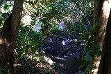 Kapena_Falls_048_11252021 - Looking back at the context of an intermediate waterfall fronting Kapena Falls