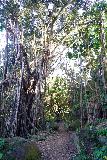 Kapena_Falls_058_11252021 - Looking up at some interestingly tall banyan trees on the return walk from Kapena Falls