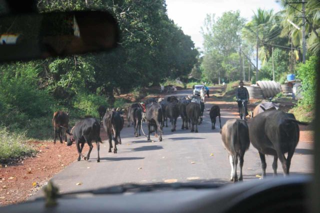 Karnataka_006_11142009 - Dodging lots of cows while driving through agricultural lands between Sirsi and Jog Falls