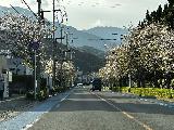 Katsuura_003_jx_04102023.jpeg - After overshooting the turnoff for the Hotel Urashima car park, I made a U-ie and then went through part of this cherry blossom row before going to the Hotel Urashima car park to finally shuttle to the accommodation and check in