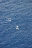 Kauai_Inter_Island_heli_195_12222006 - Looking down at humpback whales