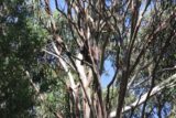 Kennett_River_002_11182017 - Looking up at a tall tree with a koala chilling out near its top at Kennett River