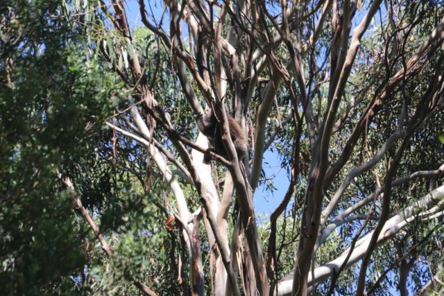 Kennett_River_002_11182017 - Roughly 7km east of Carisbrook Falls along the Great Ocean Road was Kennett River, which was one of the few places where it was possible to spot a koala hanging high up on one of the gum trees there