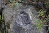 Kent_Falls_090_09282013 - The snake near the picnic area at Kent Falls