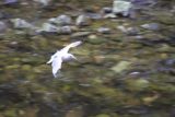 Ketchikan_015_09022011 - Arctic tarn in flight over the creek in Creek St