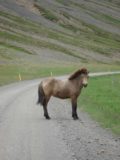 Ketubjorg_002_jx_06272007 - This beautiful Icelandic horse didn't feel like moving out of the way when we were headed to Ketubjörg on our late June 2007 visit