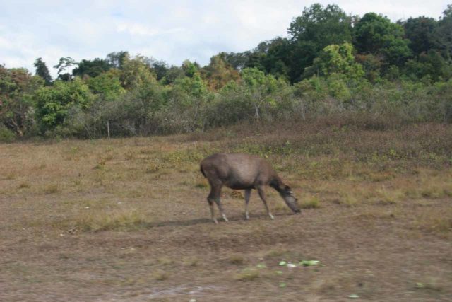 Khao_Yai_014_12272008 - While we were touring Khao Yai National Park, we spotted what appeared to be a grazing deer, which seemed to be pretty rare in this part of Asia except
