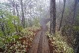 Kirifuri_Falls_012_04142023 - Following a now-wooden part of the walking path to Kirifuri Falls Lookout as seen during my mid-April 2023 visit