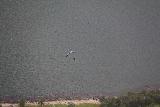 Kjerag_261_06222019 - A base jumper deploying a parachute beneath Kjerag
