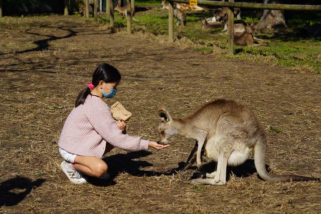 Koala_Sanctuary_100_07062022 - Roughly 90 minutes drive to the south of Kondalilla Falls was the Lone Pine Koala Sanctuary near Brisbane, which was probably the highlight for our daughter during our June-July 2022 visit in Queensland