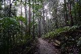 Kondalilla_Falls_038_07042022 - Context of a rest bench beneath a misty rainforest setting as part of the Kondalilla Falls Circuit