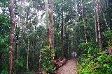 Kondalilla_Falls_043_07042022 - Context of Julie and Tahia forging ahead in the rainforested path on the way to the Kondalilla Falls Circuit Walk