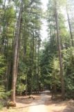 Kootenai_Falls_012_08052017 - The trail to get closer to Kootenai Falls meandered alongside these tall trees