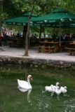 Krka_036_06022010 - The geese being fed