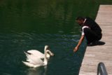 Krka_256_06032010 - Somebody feeding some swans swimming in the lake or river just below the Roski Slap in Krka National Park